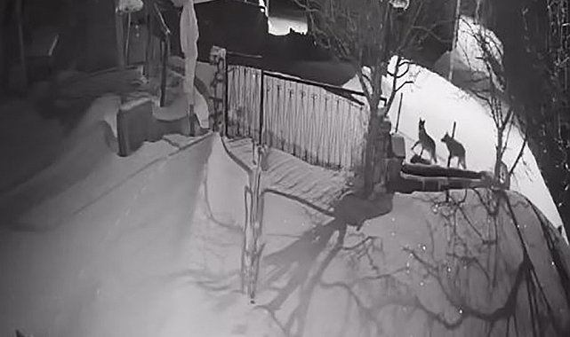 Artvin'de aç kalan kurt sürüsü yerleşim alanına indi