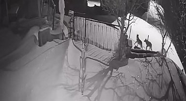 Artvin'de aç kalan kurt sürüsü yerleşim alanına indi