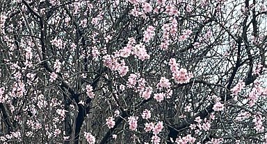 Artvin'de meyve ağaçları çiçek açtı