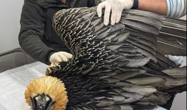 Artvin'de sakallı akbaba tedavisinin ardından yeniden doğaya salındı