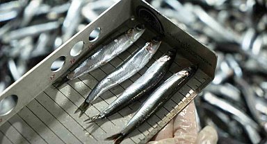 Avcılık denetimlerinde ceza yağdı: 2,6 milyon TL'yi aştı