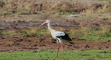Aydın'da ilk leyleği gördü, bir çuval unu kaptı