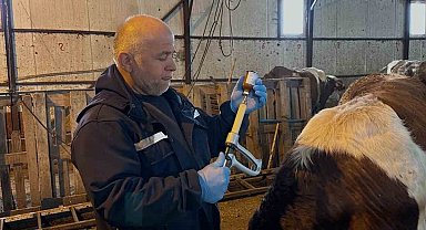 Aydıntepe'de şap aşılama ve küpeleme çalışmaları sürüyor