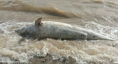 Ayvacık sahiline ölü yunus balığı vurdu