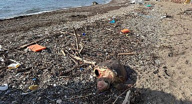 Ayvacık'ta ölü caretta caretta sahile vurdu