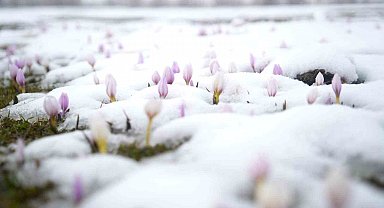 Baharın habercisi çiğdemler kar altında kaldı