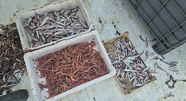 Balıkçılar karides, tekir ve istavritle limana döndü