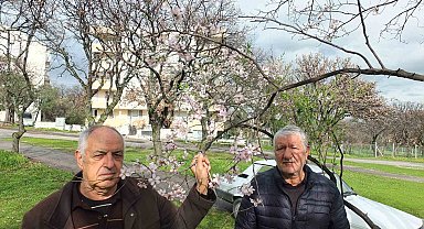 Balıkesir'de bademler çiçek açtı