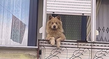 Balkondaki sevimli köpek herkesi gülümsetiyor