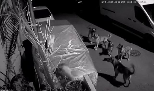 Başakşehir'de başıboş köpeklerin saldırdığı kedi öldü