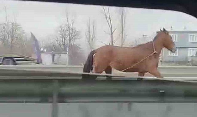 Başıboş at trafikte tehlike saçtı