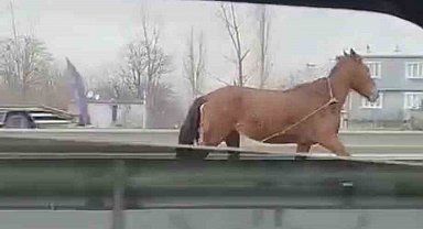 Başıboş at trafikte tehlike saçtı