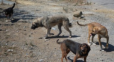 Başıboş köpekler tehlike saçıyor