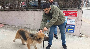 Başıboş sokak köpekleri toplanarak barınağa götürüldü