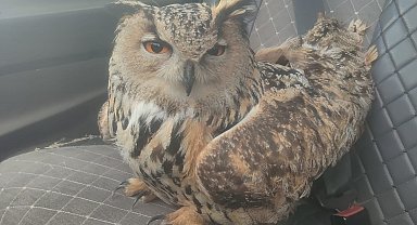 Bayburt'ta bulunan puhuda mantar enfeksiyonu tespit edildi