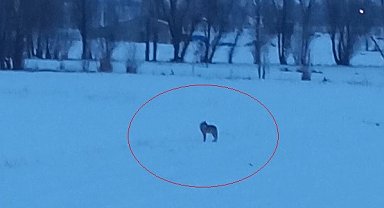 Bayburt'un Arpalı beldesinde 3 kurt görüldü