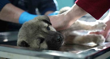 Bayburtlu şoförden insanlık dersi: Başka sürücünün çarpıp kaçtığı yaralı köpeğe umut oldu