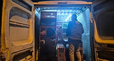 Bilecik'te belgesiz hayvan sevkine 52 bin 720 TL ceza