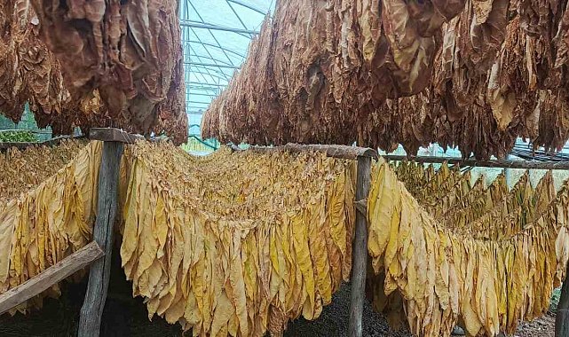 Bilecik'te tütün ve ipekböceği için ilk adım atıldı