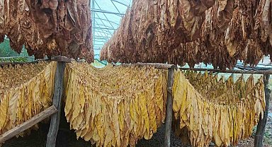 Bilecik'te tütün ve ipekböceği için ilk adım atıldı