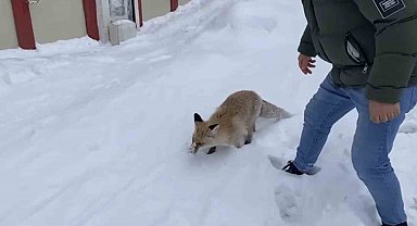 Bingöl'de aç kalan kızıl tilki şehir merkezine indi