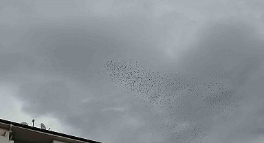 Binlerce kuş gökyüzünde görsel şölen oluşturdu