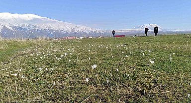 Bitlis'te kardelen ve çiğdemler açtı
