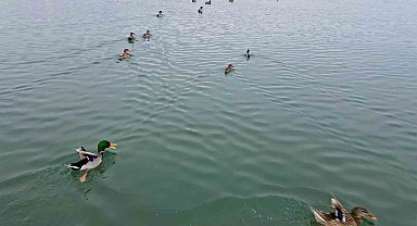 Bitlis'te sazlıklar dondu, kuşlar gölde toplandı