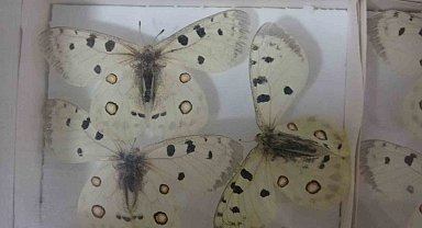 Böcek Müzesi 30 bin örnekle bilime katkı sunuyor, çocukların korkularını yeniyor