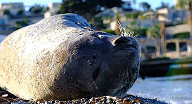 Bodrum'da Akdeniz foku ilgi odağı oldu