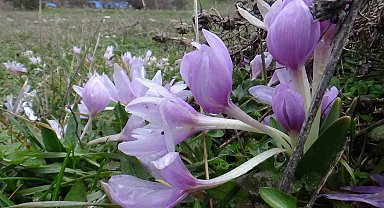 Bolu'da baharın müjdecisi çiğdemler çiçek açtı