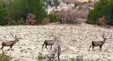 Bolu'da koruma altındaki kızıl geyikler görüntülendi
