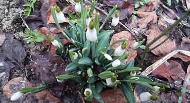 Bolu'da "baharın müjdecisi" kardelenler yüzünü erken gösterdi