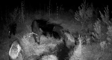 Bolu'da yaban hayatı fotokapanlarla görüntülendi