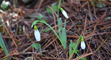 Bu çiçeği koparmanın bedeli dudak uçuklatıyor