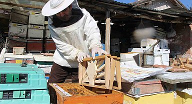 Bu seçimde kazananı 'arılar' belirleyecek