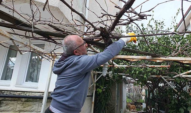 Burhaniye'de asmalarda budama sezonu başladı