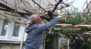 Burhaniye'de asmalarda budama sezonu başladı