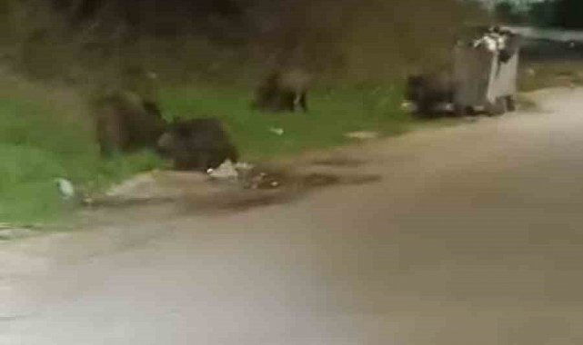 Bursa'da aç kalan domuz sürüsü şehre indi