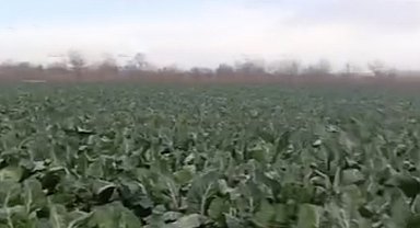 Bursa'da sağanak yağış tarımı vurdu