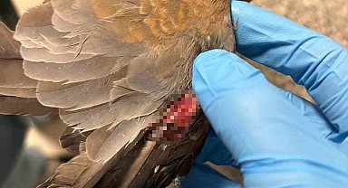 Büyükşehir ekipleri tüm canlılar için aynı özveriyle çalışıyor