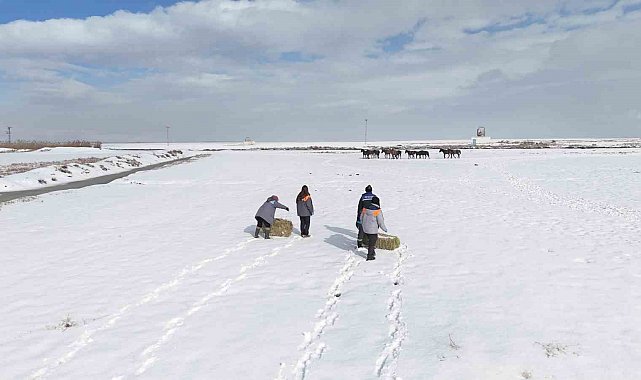 Büyükşehirden 'dilsiz dostlara' merhamet eli: Soğuk günlerde sıcak bir dokunuş