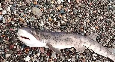 Çanakkale'de amatör balıkçıların oltasına yavru köpek balığı takıldı