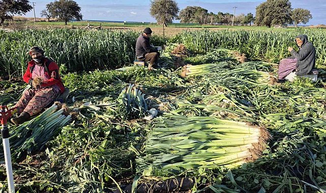 Çanakkale'de kışlık sebzelerde hastalık, zararlı ve yabancı ot sürveyleri gerçekleştirildi