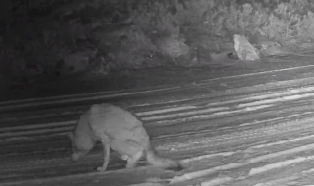 Çankırı'da yaralı kurt ve vaşak fotokapanda