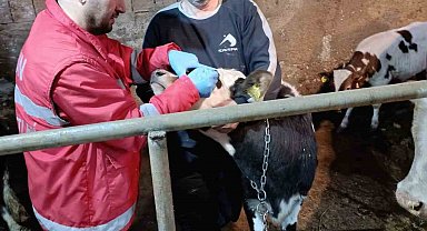 Çarşamba'da büyükbaş hayvanlara şap ve brucella aşısı