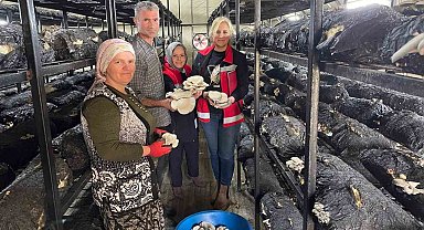 Çarşamba'da mantar hasadı etkinliği