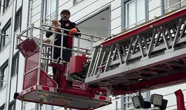 Çatıda mahsur kalan kedi kurtarıldı