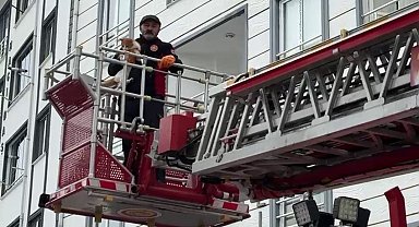 Çatıda mahsur kalan kedi kurtarıldı