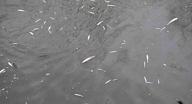 Çayda korkutan görüntü: Yüzeye çıkan balıklar ölüyor